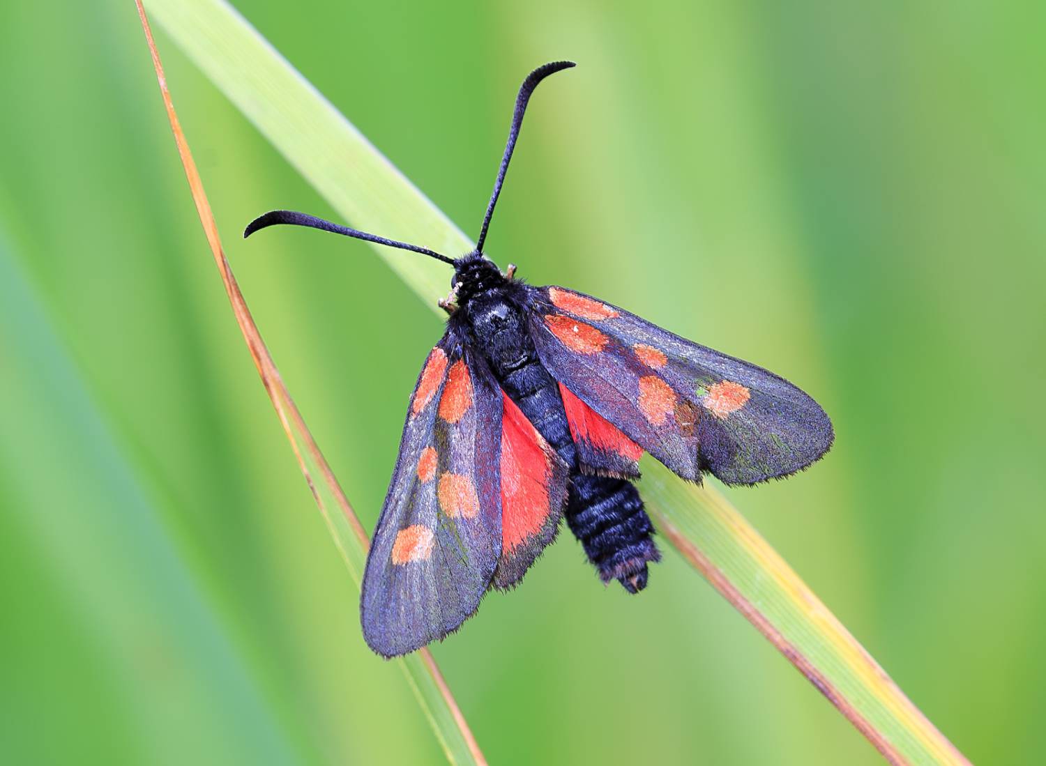 насекомые, бабочка, пестрянка, жимолоствевая, лето, июль, Борис Новиков