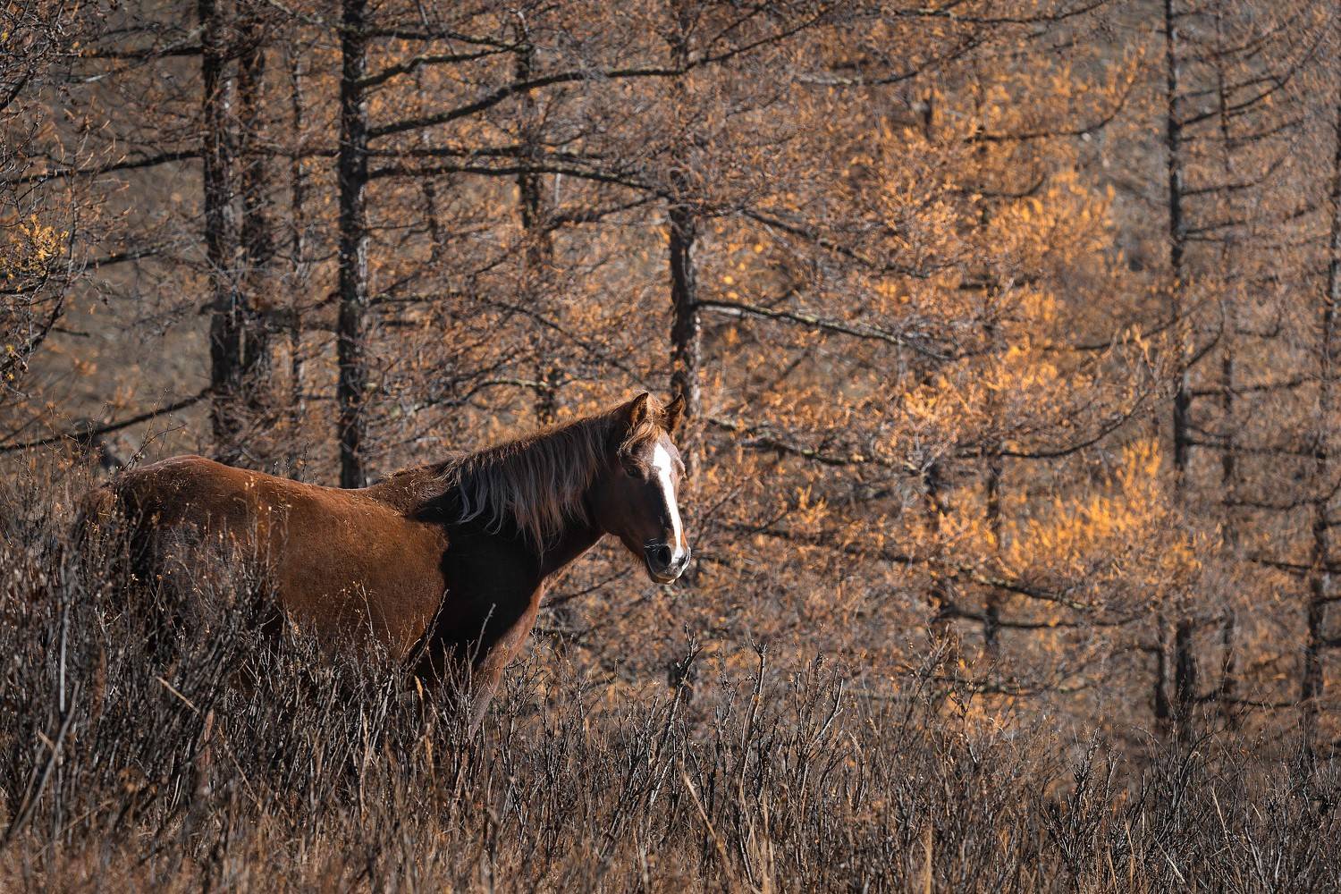 , Евгений Важенин