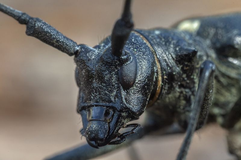 Голова. фото превью