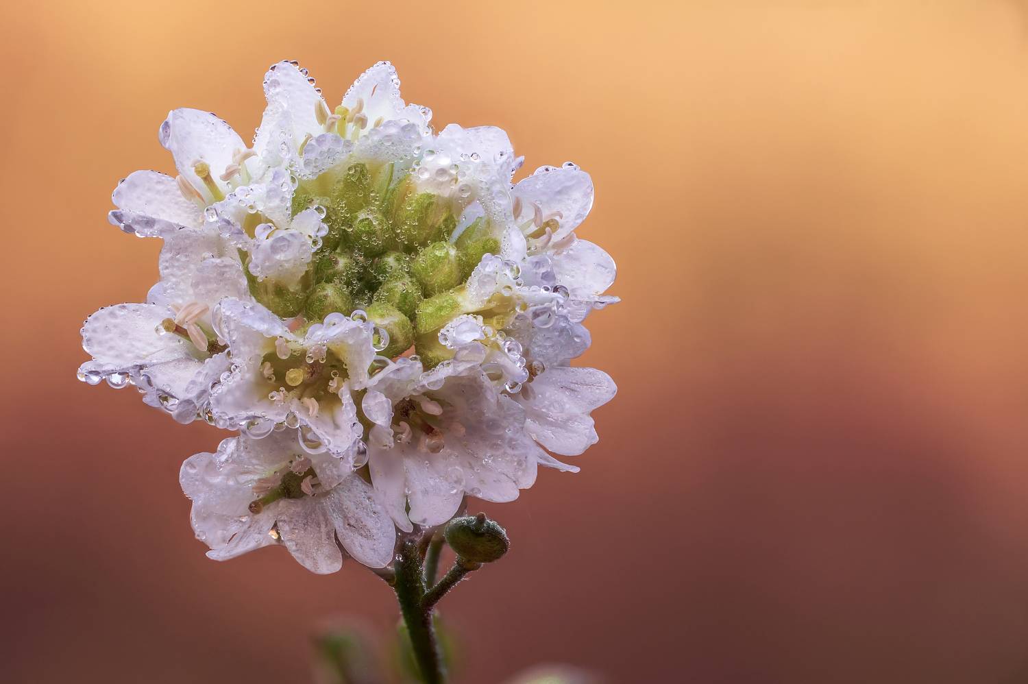 Цветок, роса, Чепленко Алексей