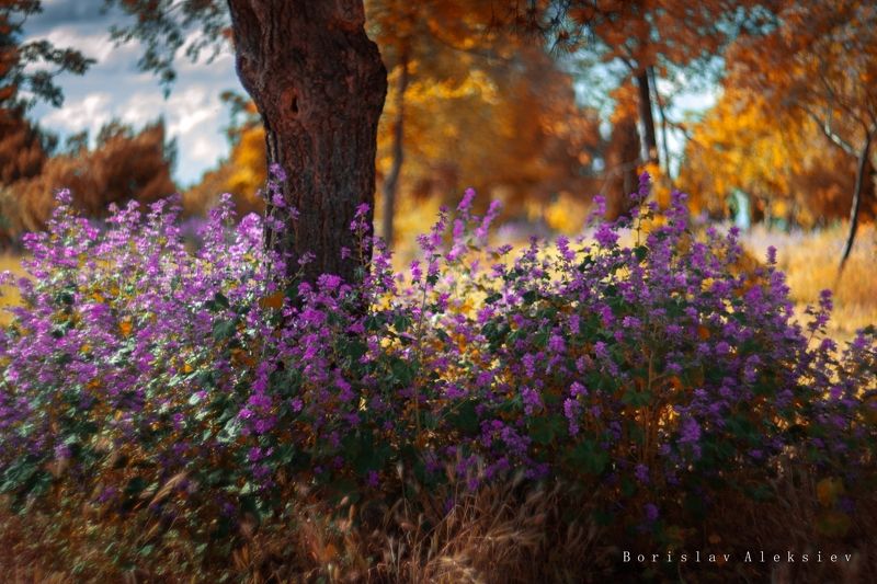 flowers,pink,blue,orange,purple,light,bokeh,nature, Autumn фото превью