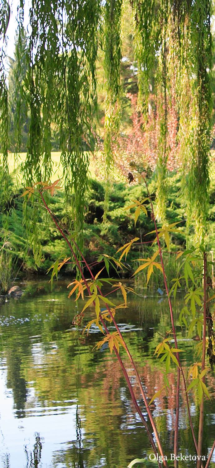 озеро, деревья, осень, Бекетова Ольга