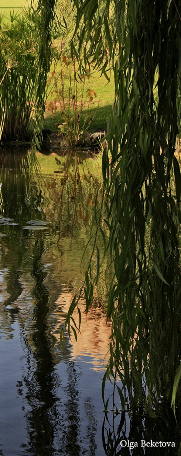 озеро, ивы, осень, Бекетова Ольга