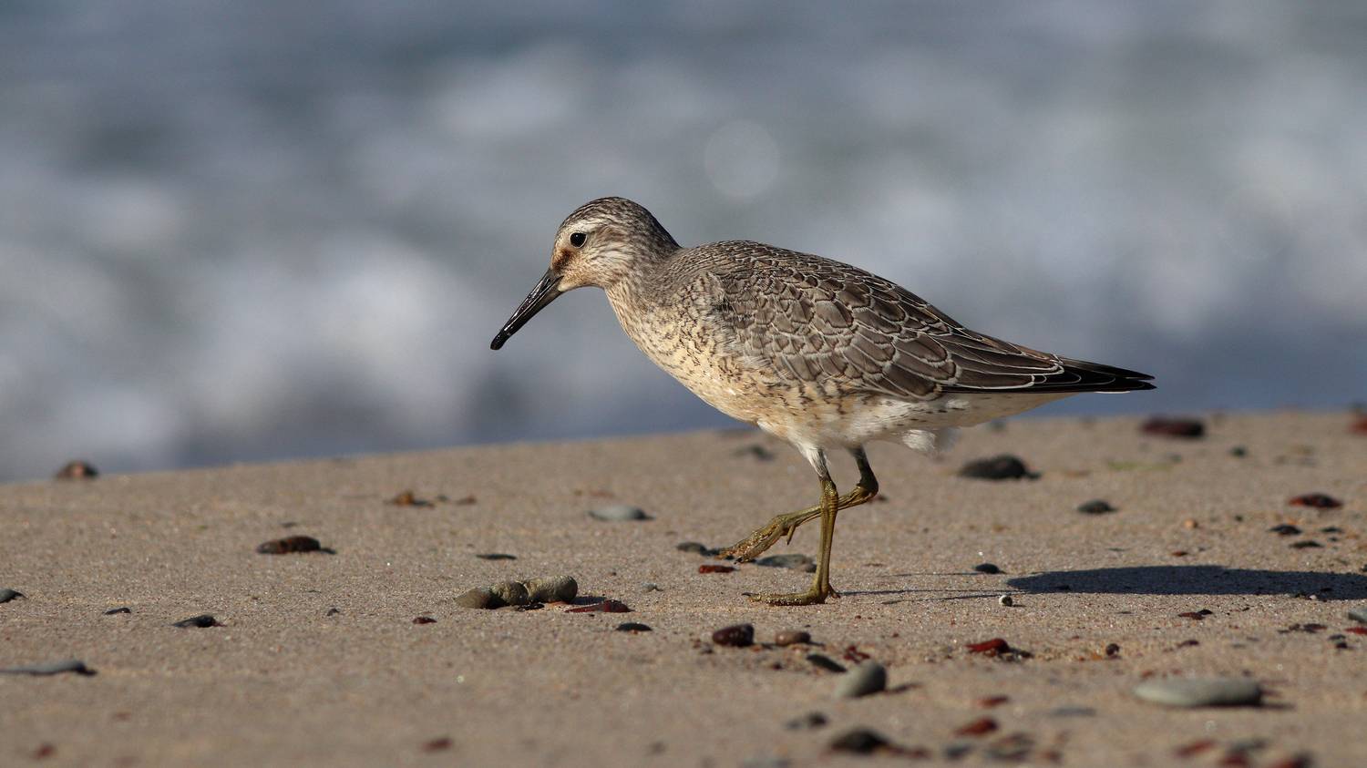 исландский песочник, кулик, calidris canutus, red knot, куршская коса, балтийское море, Бондаренко Георгий