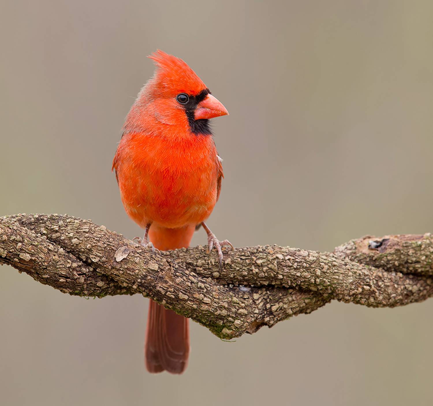 красный кардинал, northern cardinal, cardinal,кардинал, Etkind Elizabeth