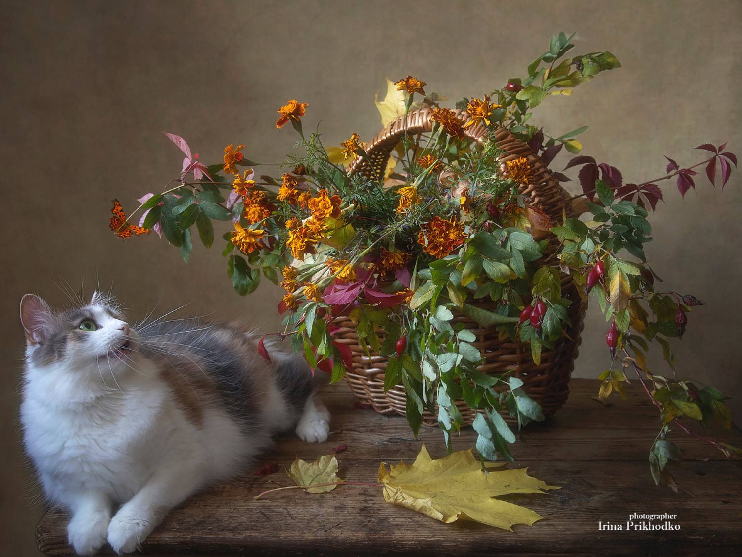 натюрморт, осень, котопортрет, домашние животные, постановочное фото, кошки, Приходько Ирина