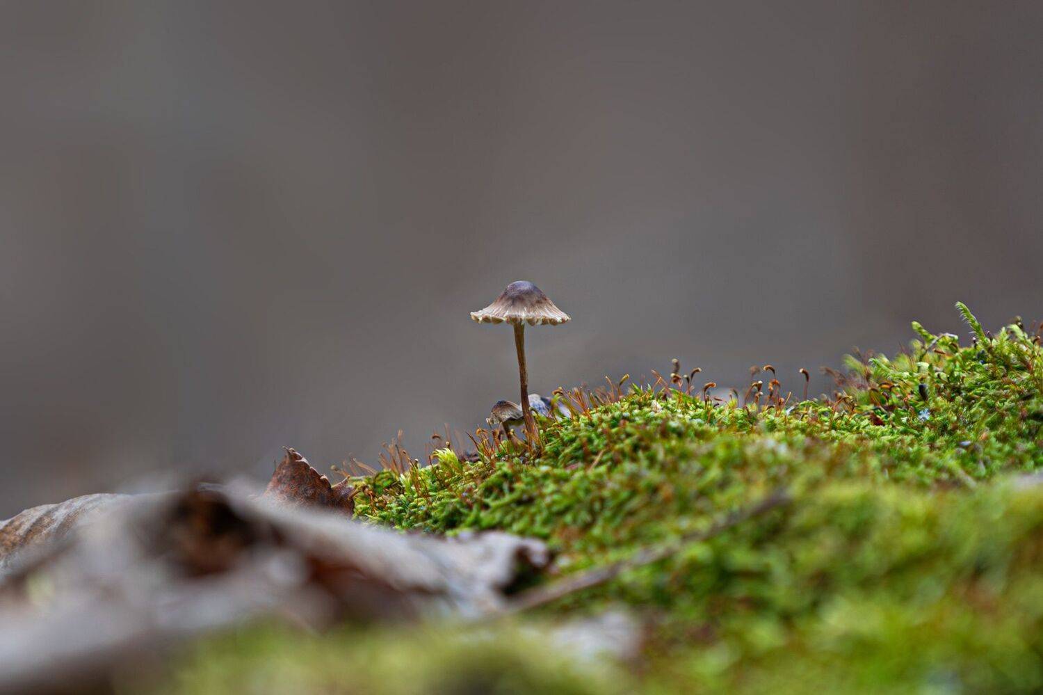 , Гильманов Артур