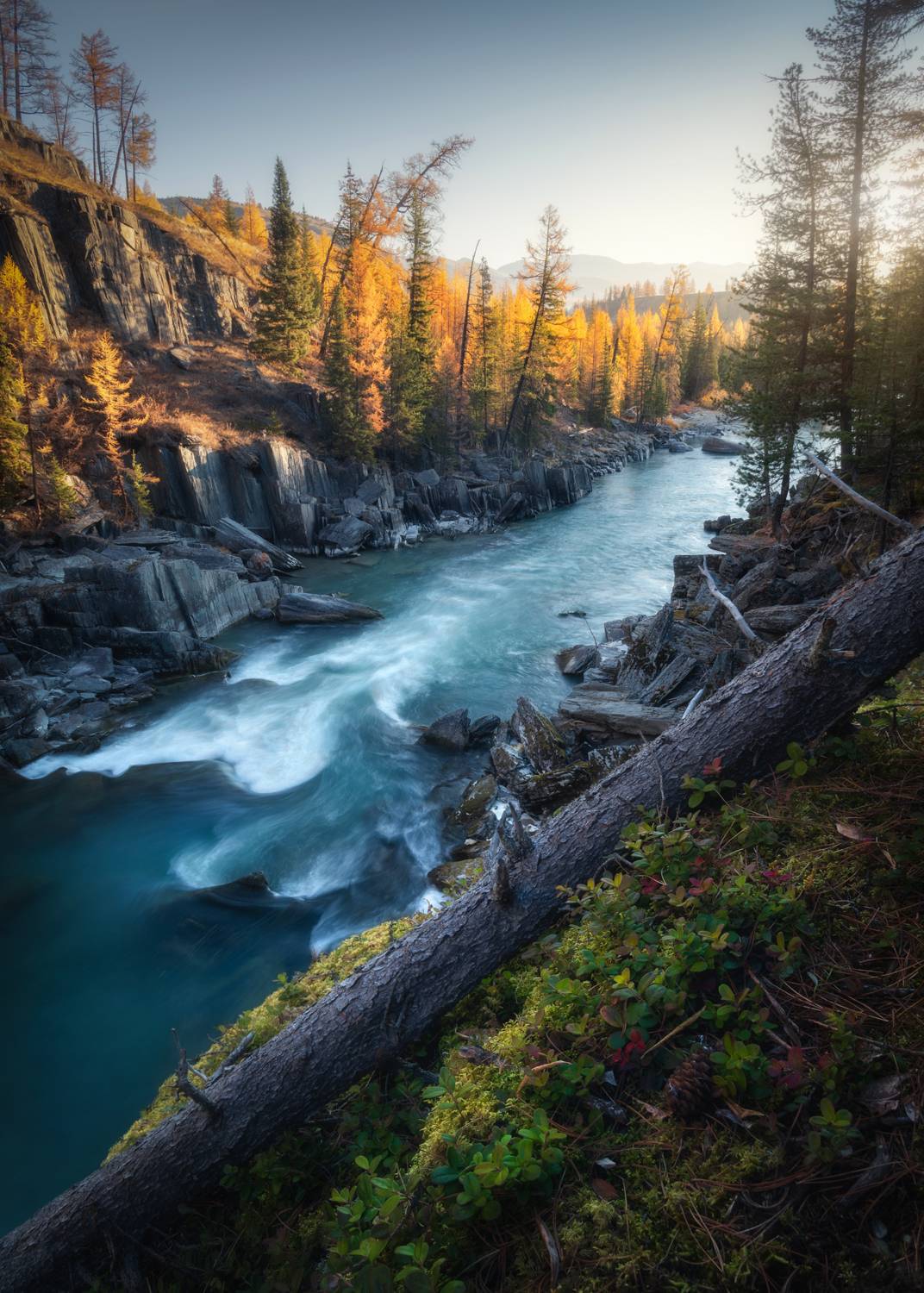 алтай, горный алтай, пейзажи алтая, кош-агачский район, горная река, золотая осень, горы, осенний алтай, горная тайга, Рубан Алена