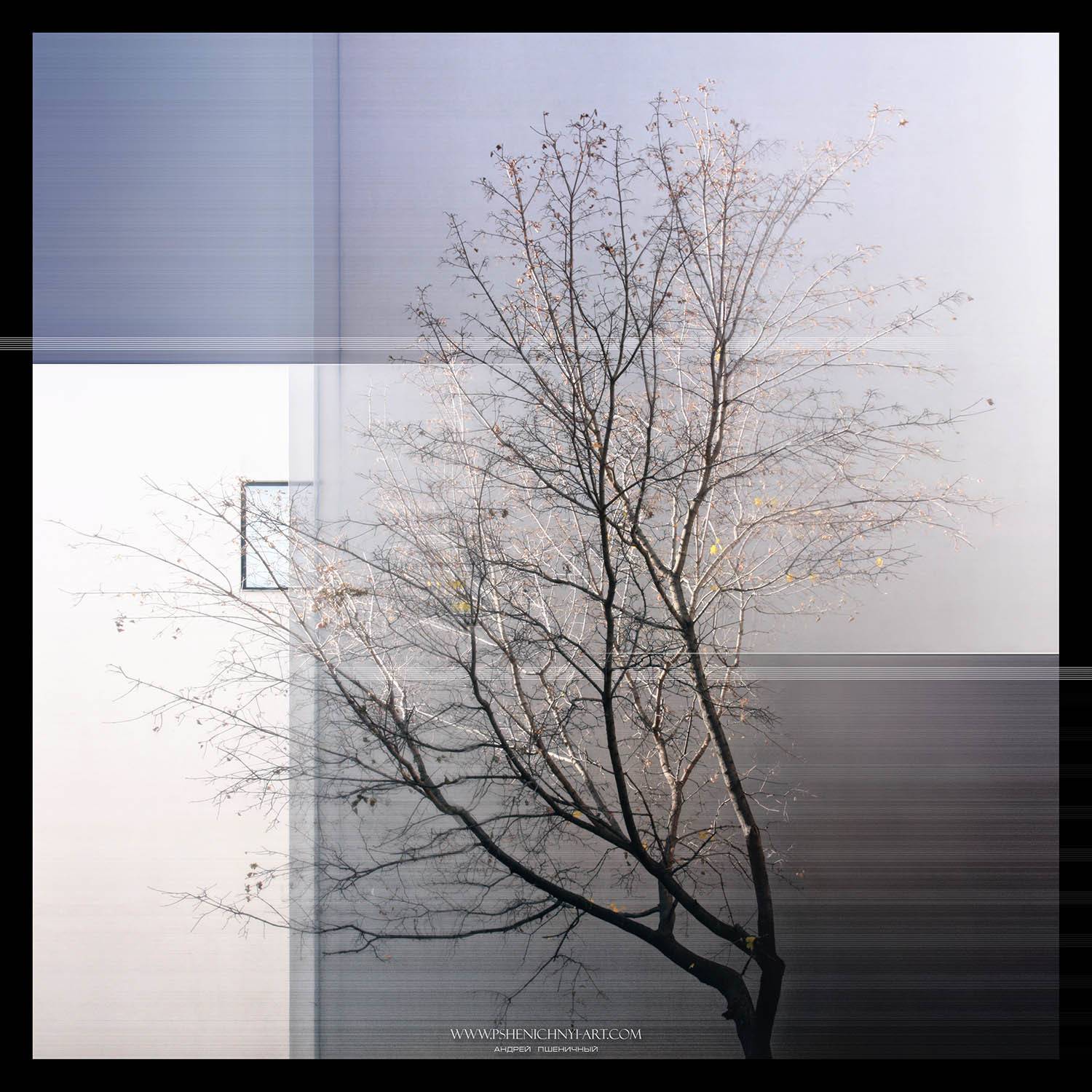 клён, силуэт, осень, город, окно, одинокий, минимализм, концепция, октябрь, Пшеничный Андрей