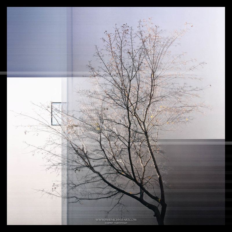 клён, силуэт, осень, город, окно, одинокий, минимализм, концепция, октябрь Силуэты осеннего света фото превью