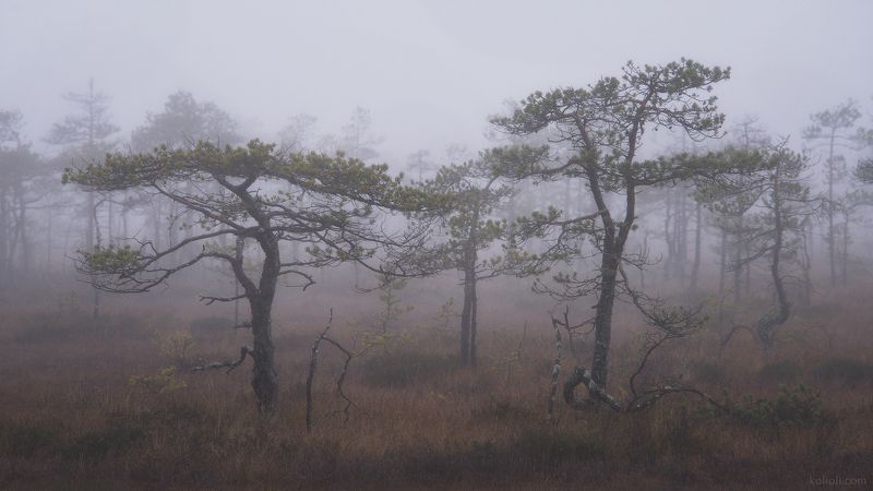 ленинградская область, болота, туман, осень, ноябрь Пространство безвременья фото превью