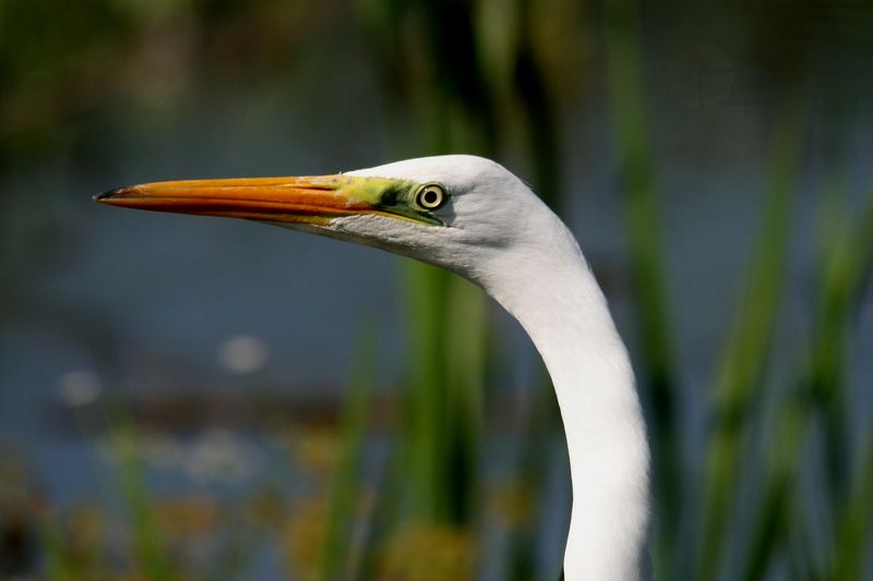 природа, животные, птицы, цапли, белая цапля, портрет, анималистика Нефертити фото превью