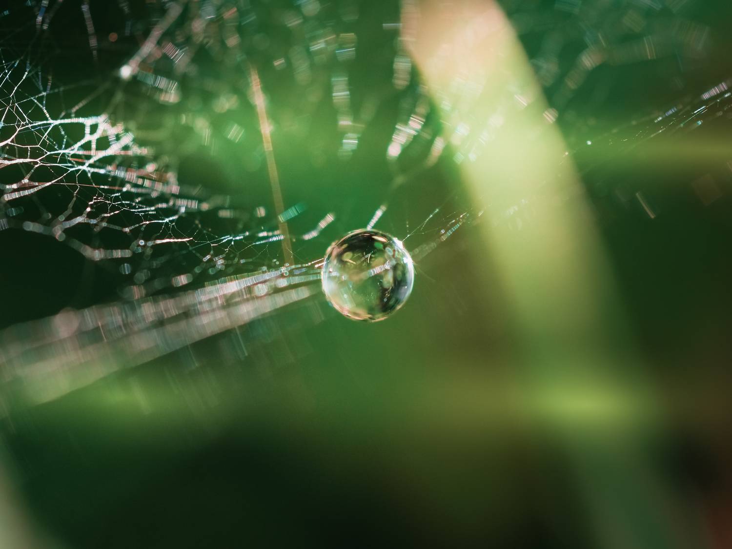 макро, капля, вода, паутина, зелёный, macro, droplet, water, green, web, Протченко Ирина