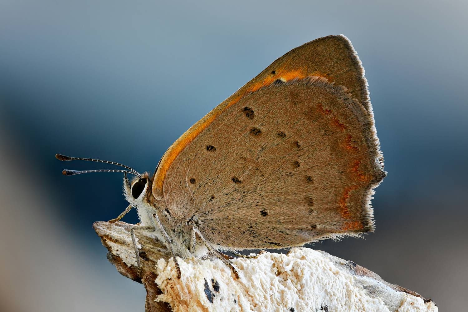 , Антон Финевич