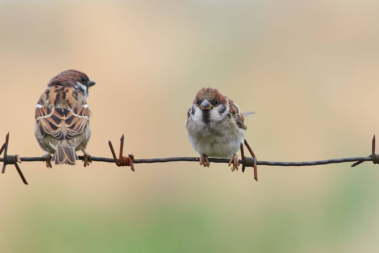volgogad, russia, wildlife, bird, birds, birdswatching, volgograd, russia, wildlife, Passer domesticus, , Сторчилов Павел