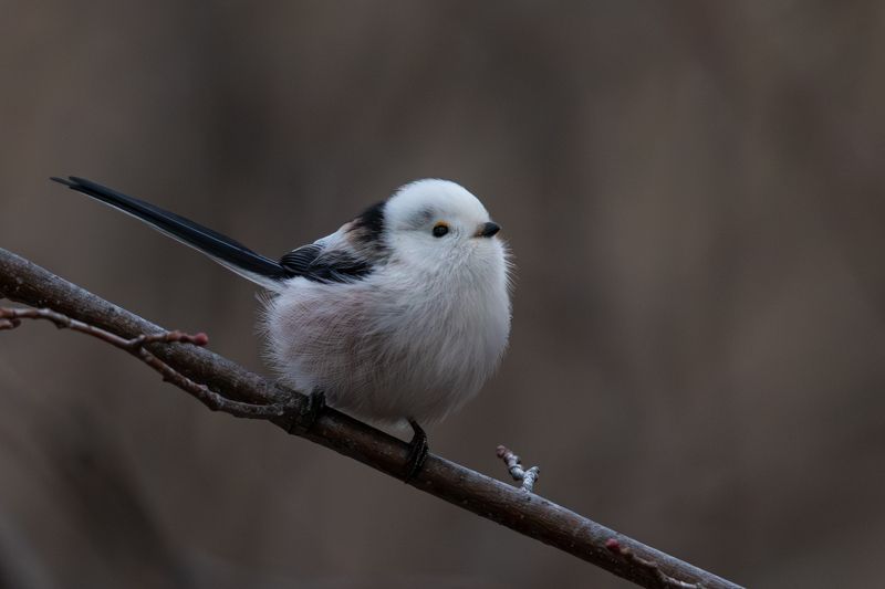 Ополовник фото превью