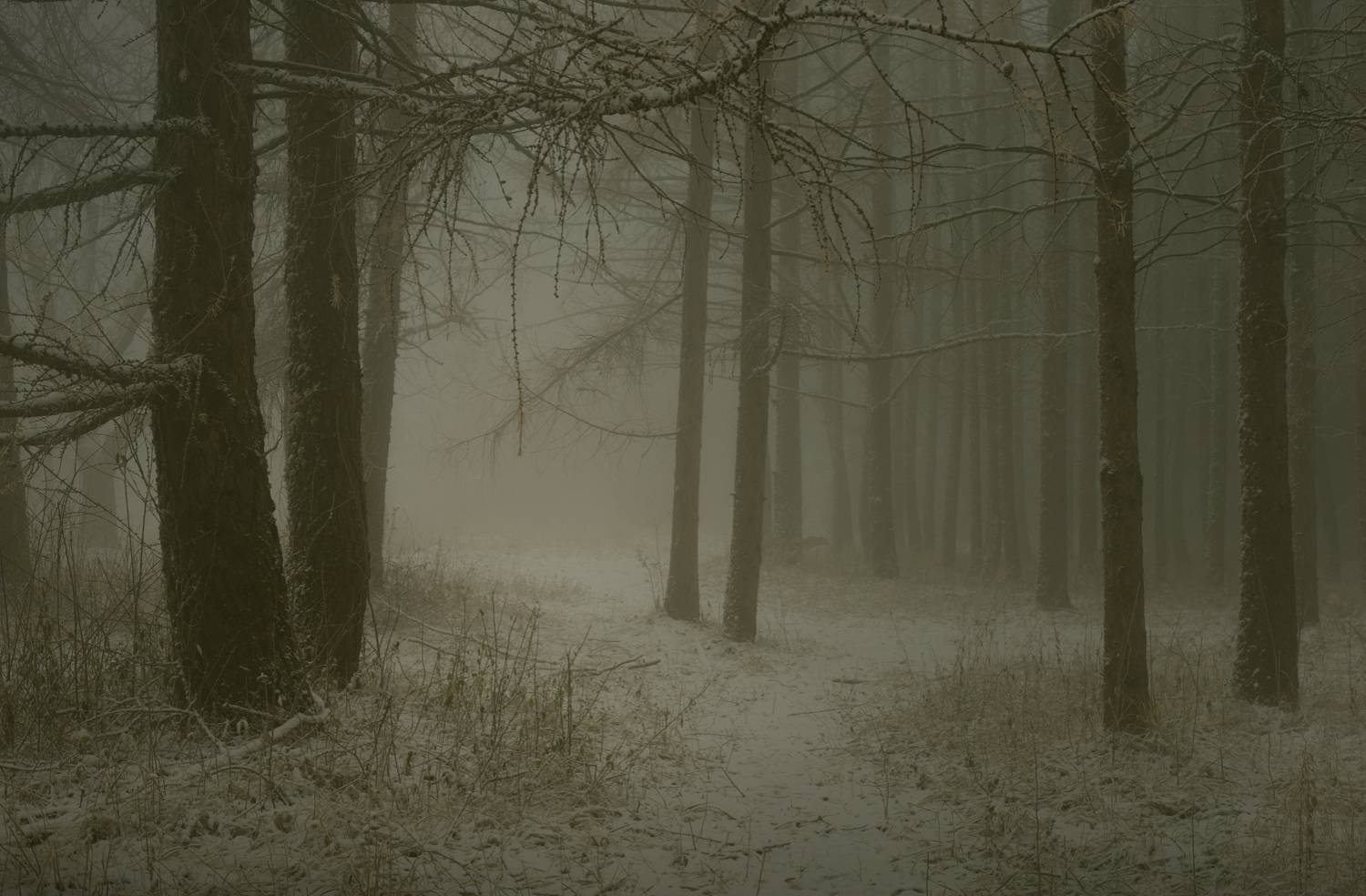 зима туман лес утро, Александр Жарников