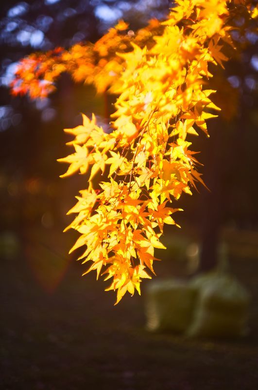 autumn, leaves, backlight, bokeh, maple, yellow, closeup, old lens, late afternoon,   Autumn light and colors фото превью