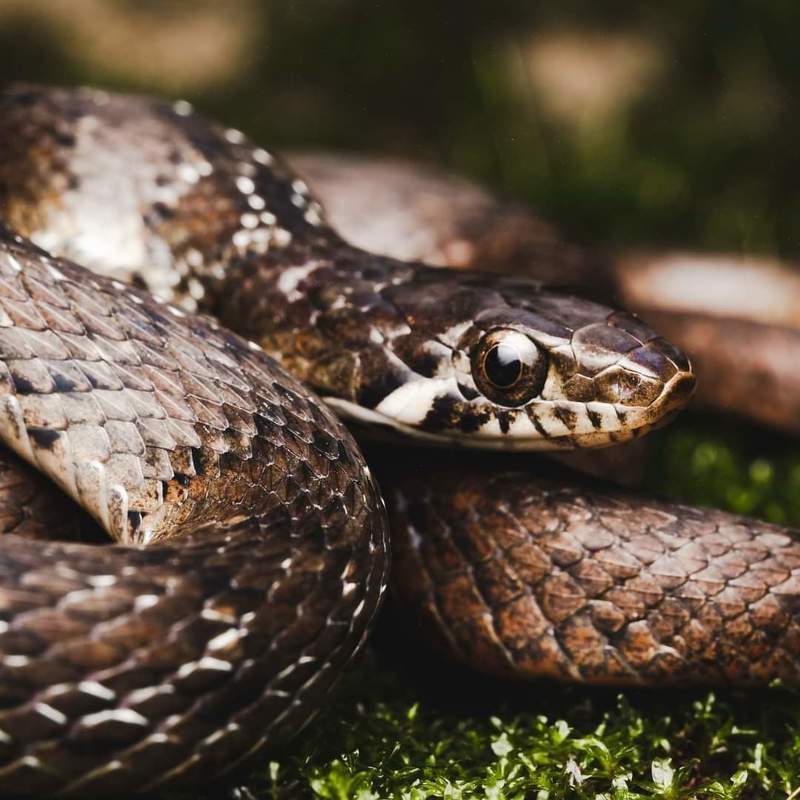 hardikswildlifephotography фото превью