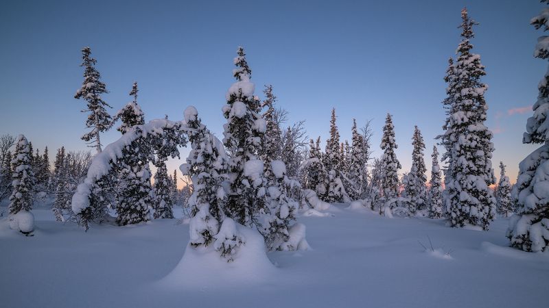 север, кольский, заполярье, Лес севера фото превью
