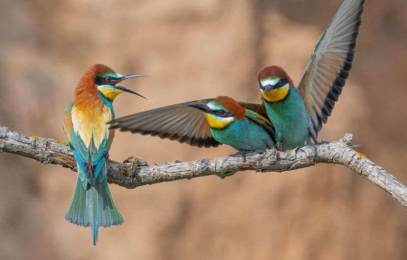 птицы, щурки, фотоохота, природа, весна, лето Моя! фото превью