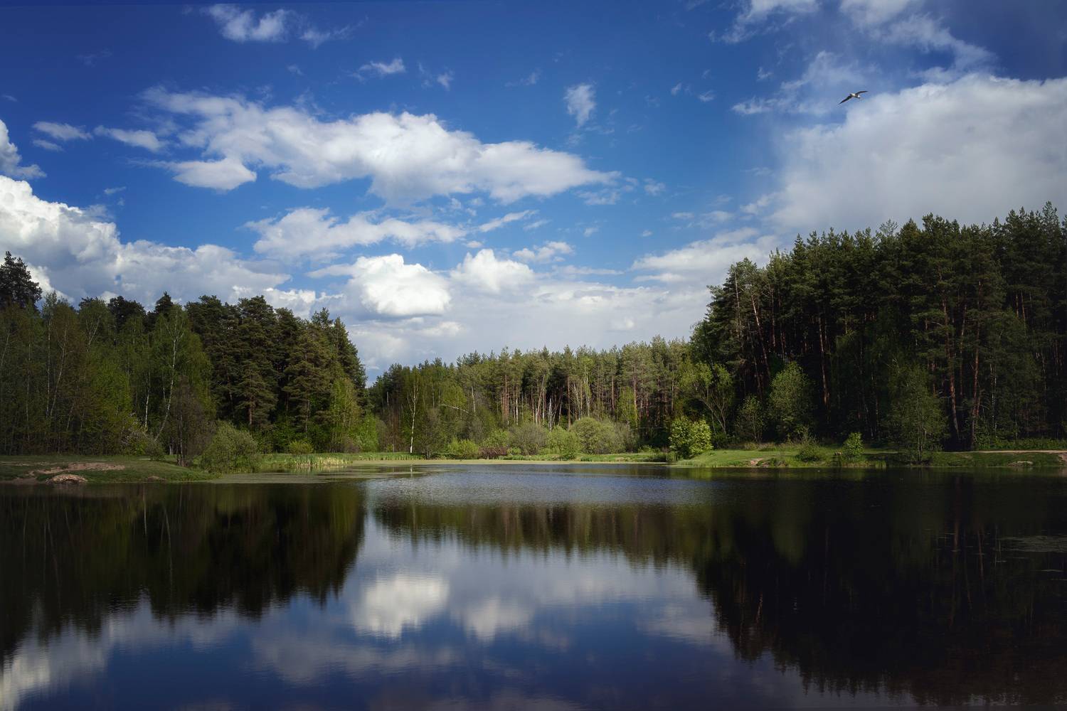 лес, озеро, Валерий Вождаев