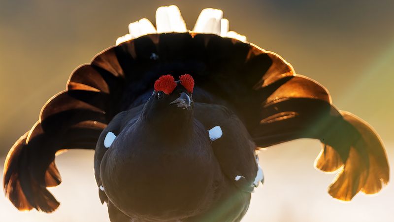 Косачи. фото превью