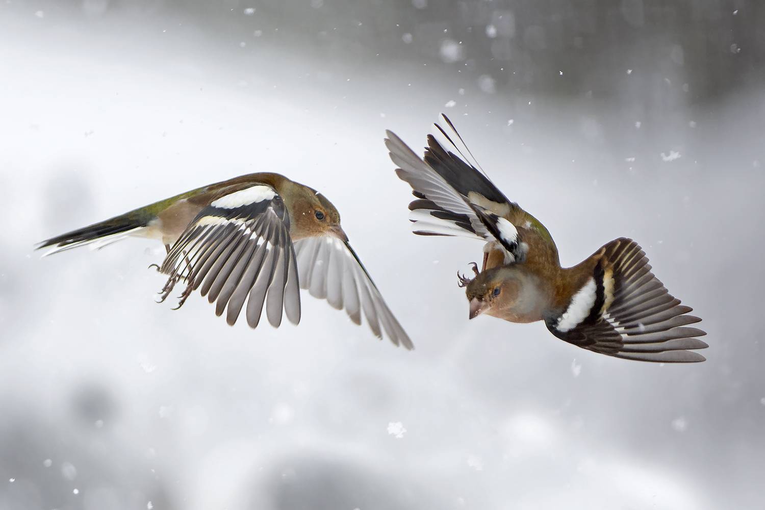 , Евгени Стефанов