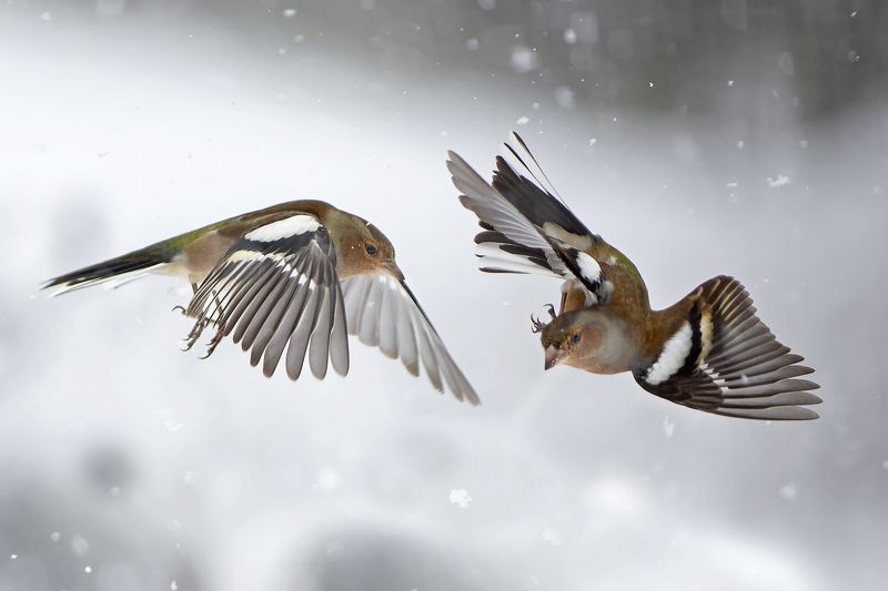 Зяблики в снегу фото превью