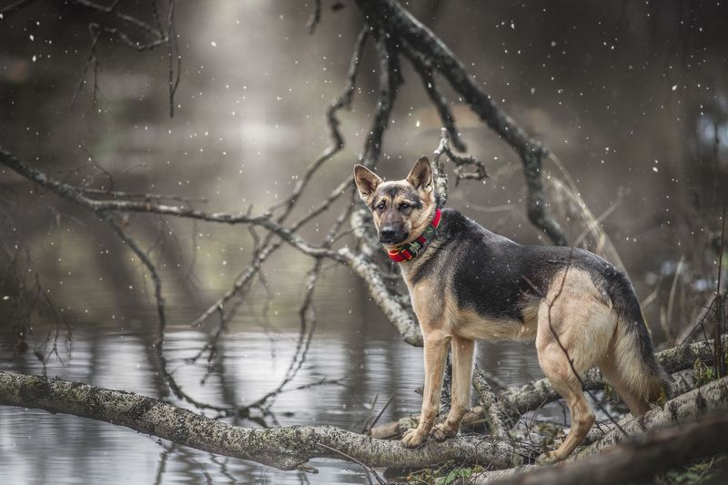 В поисках бобровой плотины фото превью