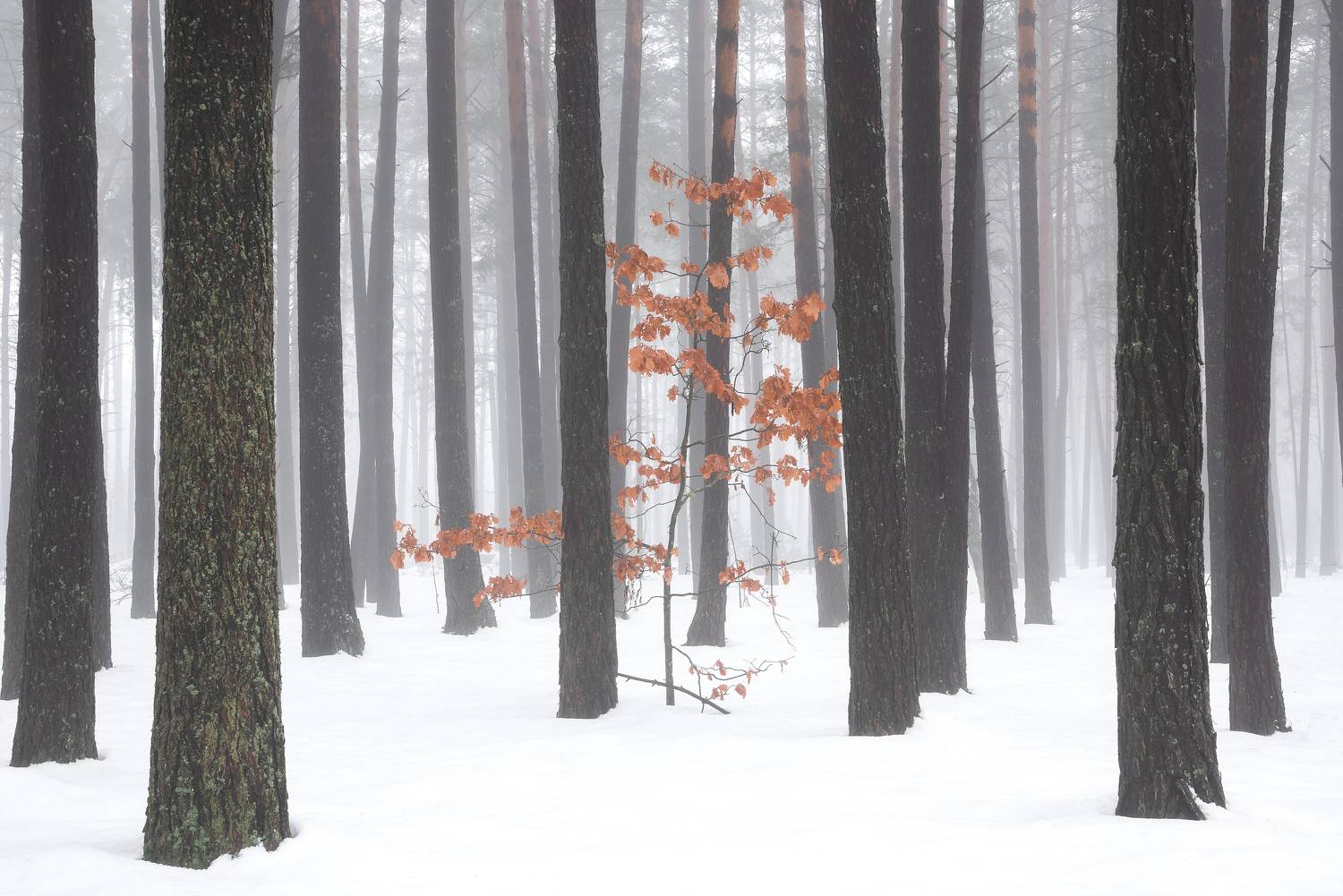 , Захаров Дмитрий