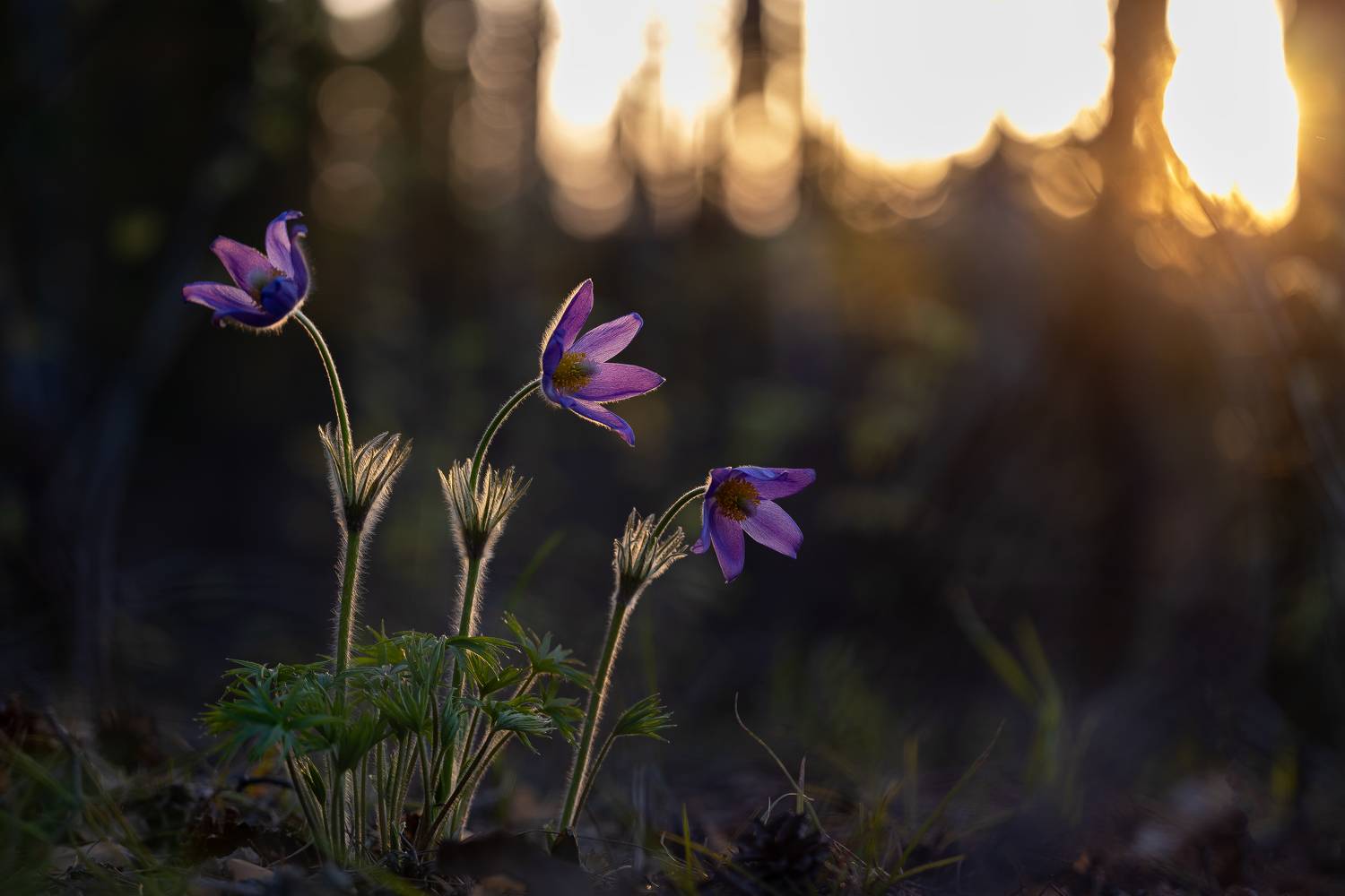 , Кузнецов Дмитрий