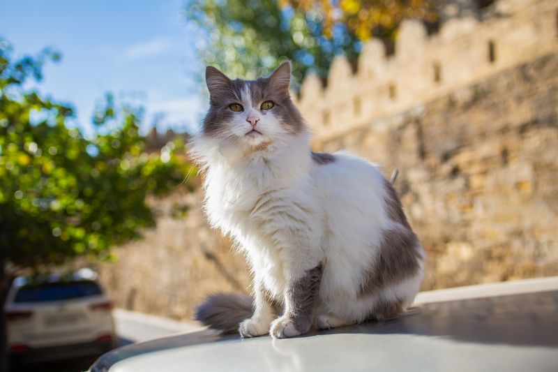 Пушистая  фото превью