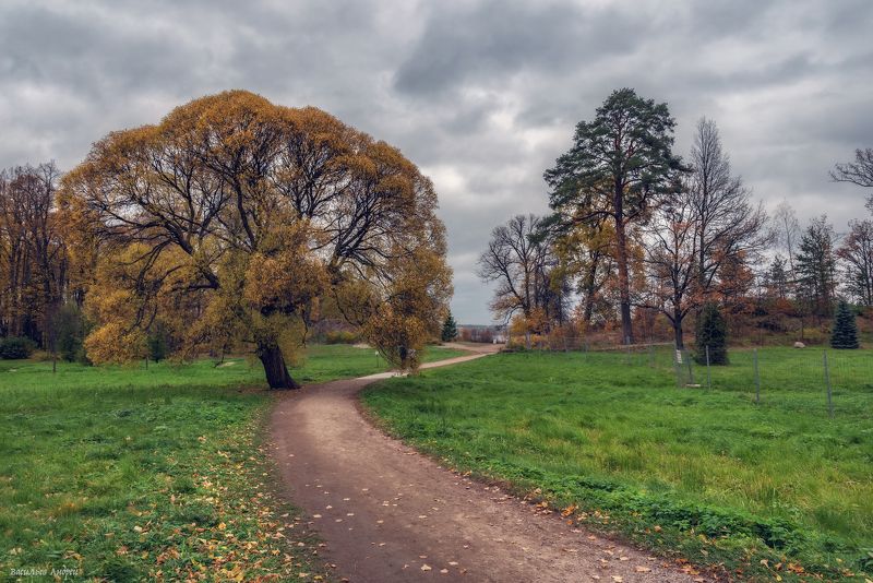 парк монрепо, ленинградская область, осень, парк В парке фото превью