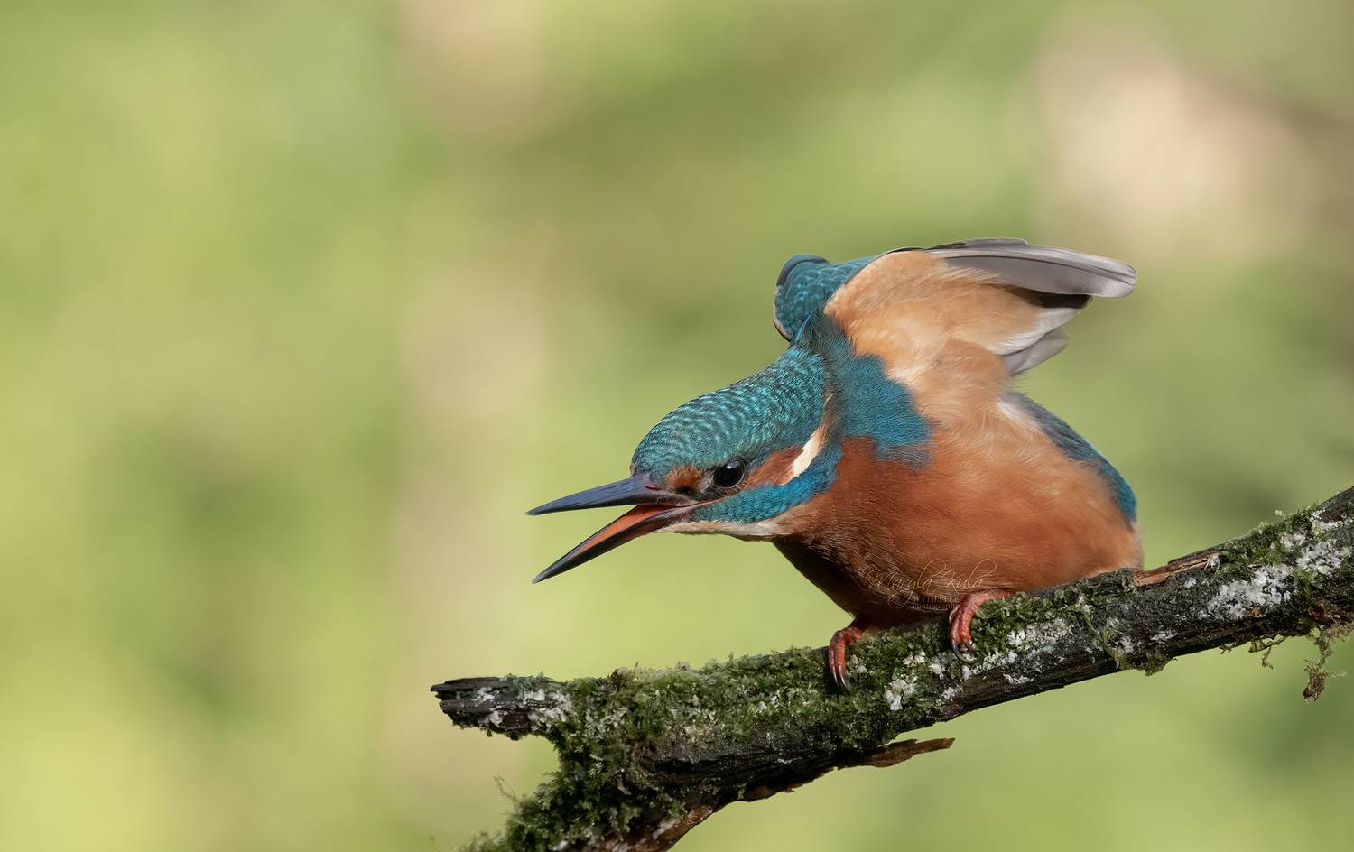 kingfisher, birds, nature, wildlife, canon, MARIA KULA