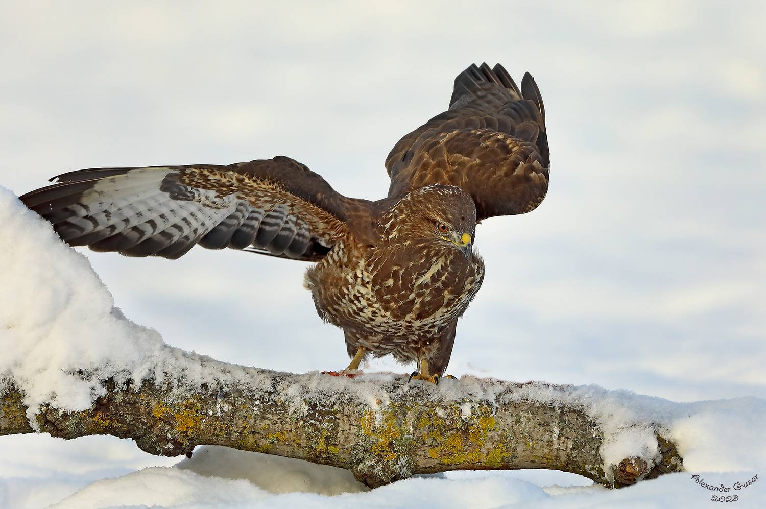 канюк, Гусар Александр