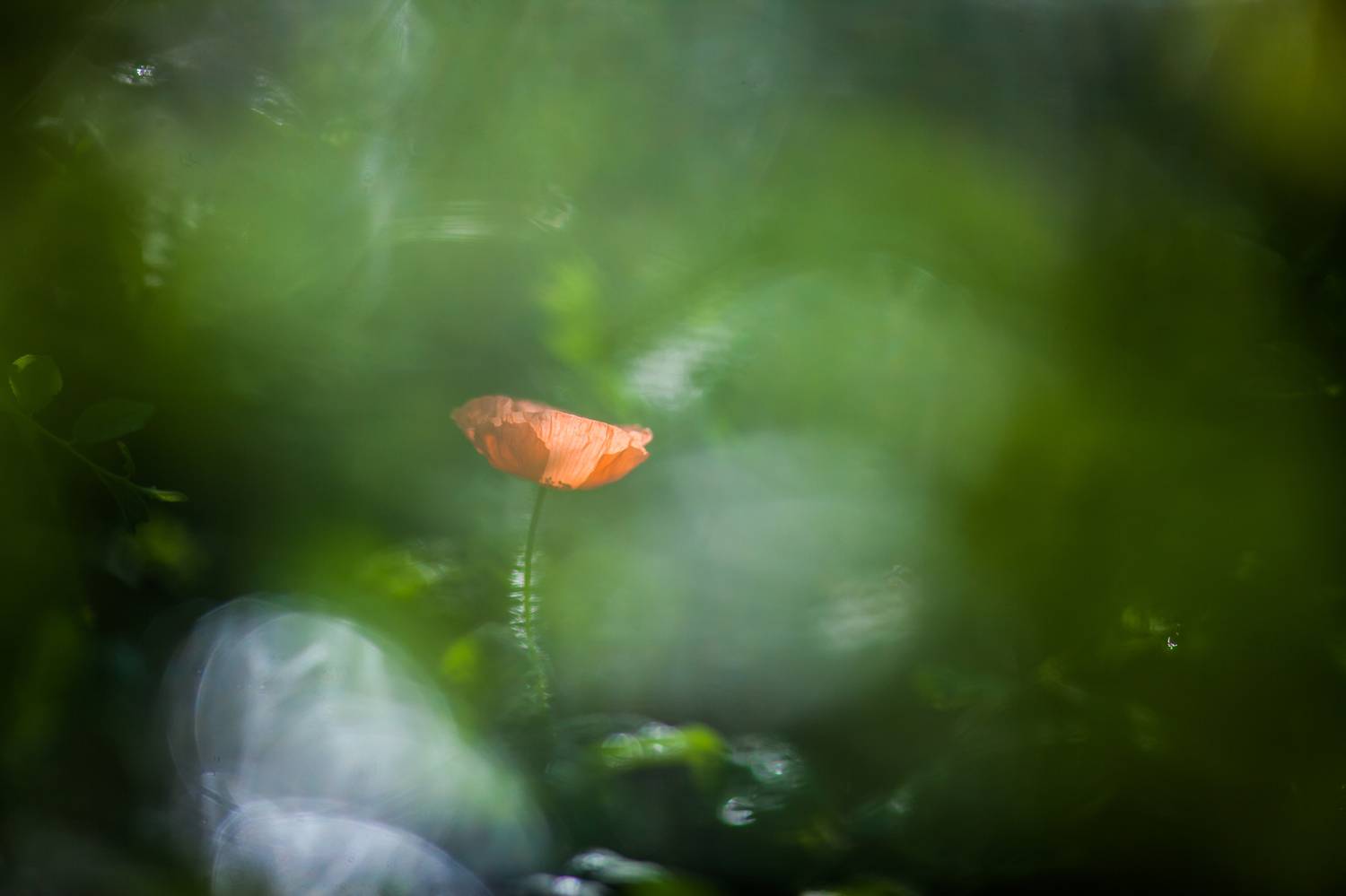 , Викулов Николай