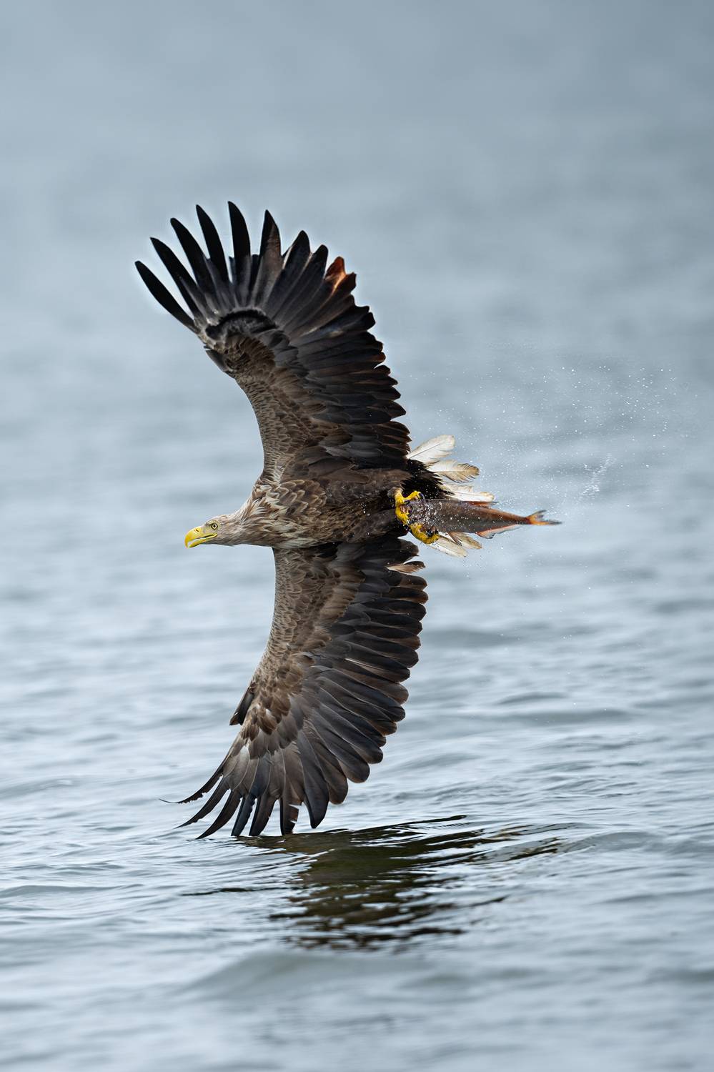 Bielik, ptak, ptak drapiezny, Haliaeetus albicilla, bird of prey, Robert Szmytkowski