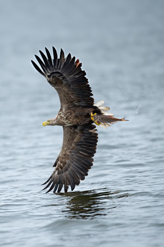 Bielik, ptak, ptak drapiezny, Haliaeetus albicilla, bird of prey Ptak drapiezny Bielik фото превью