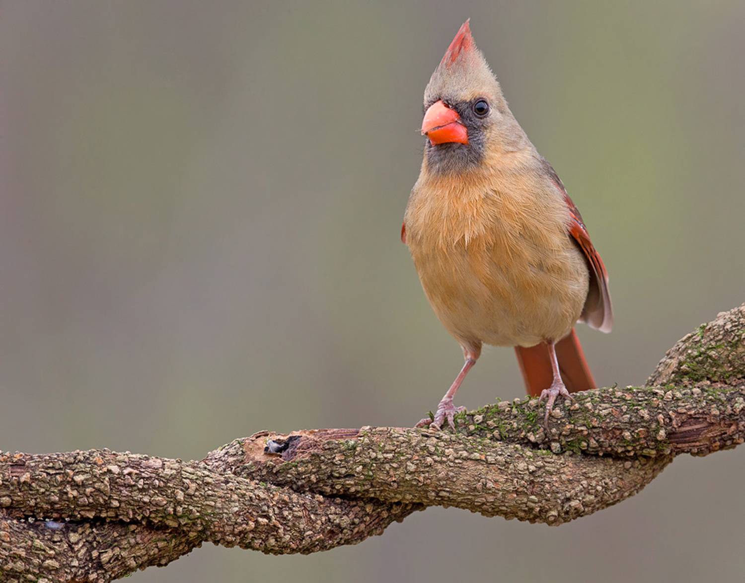 красный кардинал, northern cardinal, cardinal,кардинал, Etkind Elizabeth
