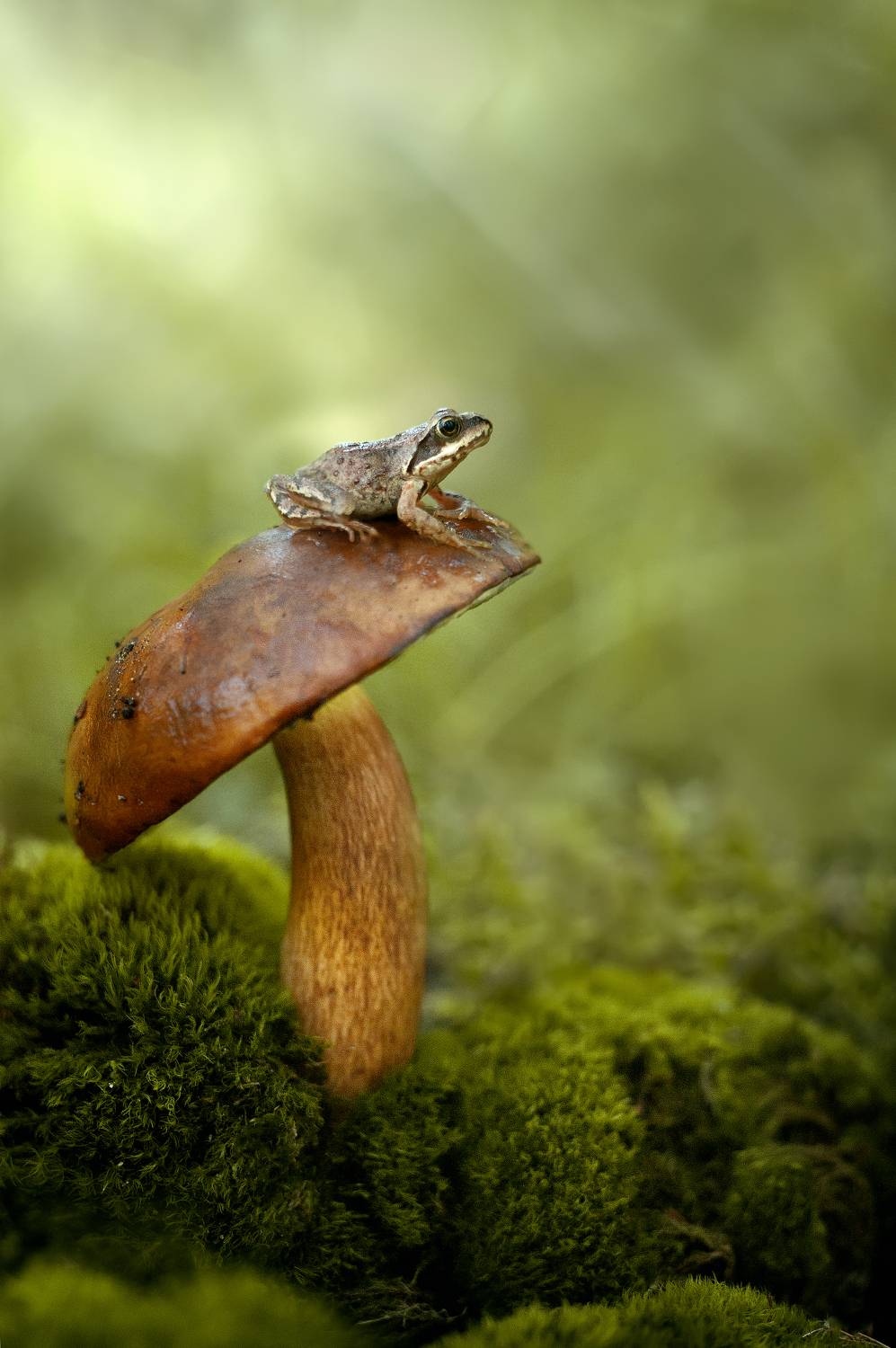 лягушка, макро, гриб, Громова Анна