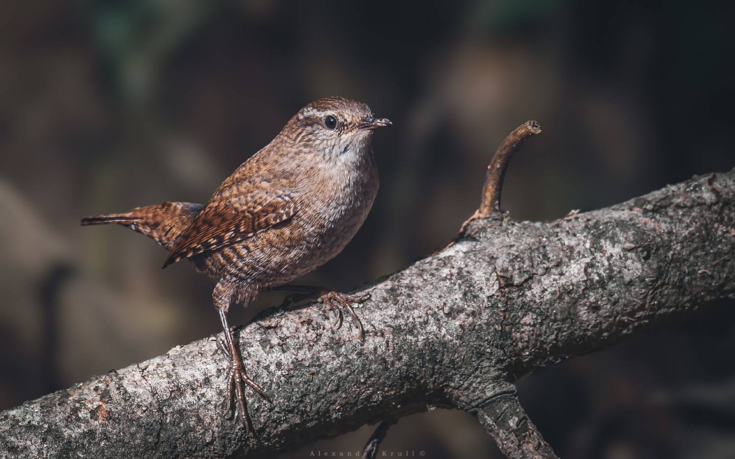крапивник, подкоренник, орешек, задерихвост, Круль Александр