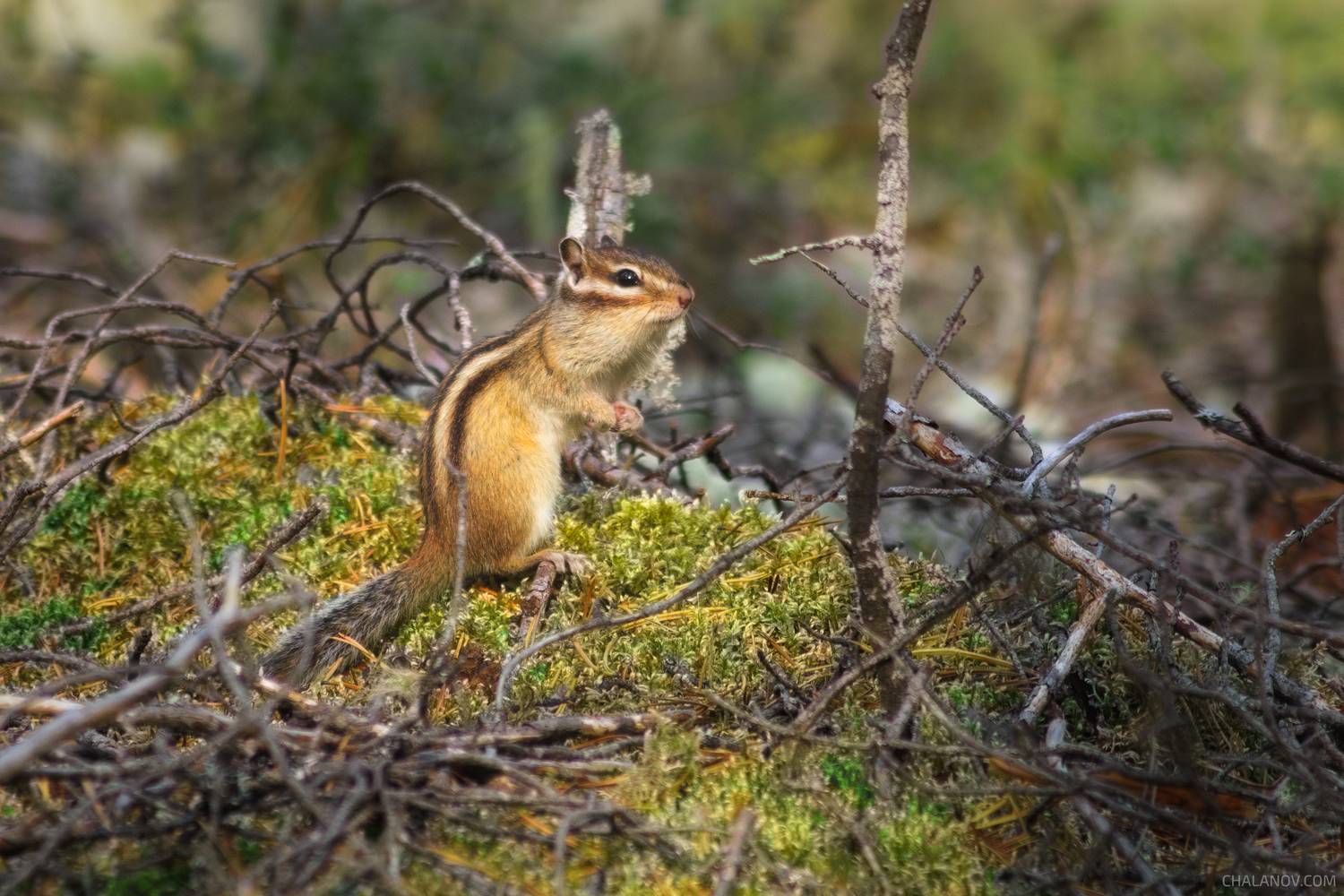 бурундук, животные, осень, лес, природа, nature, animal, autumn, fall, forest, chipmunk, wildlife, Чаланов Иван