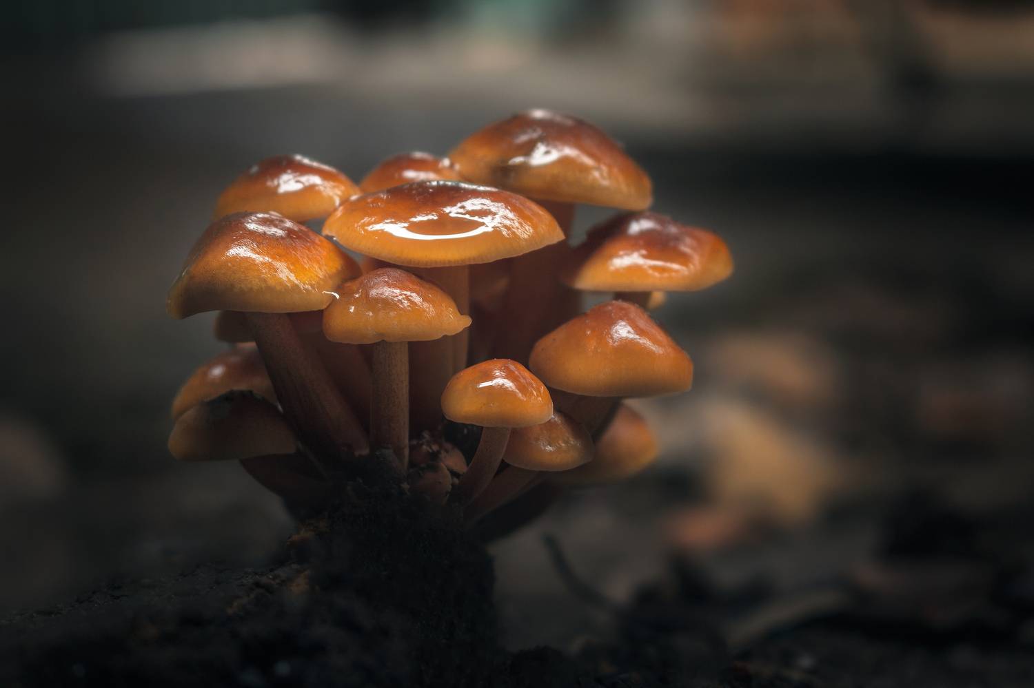 грибы природа зима боке фон, Еремеев Дмитрий