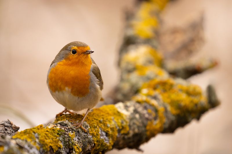 Robin фото превью