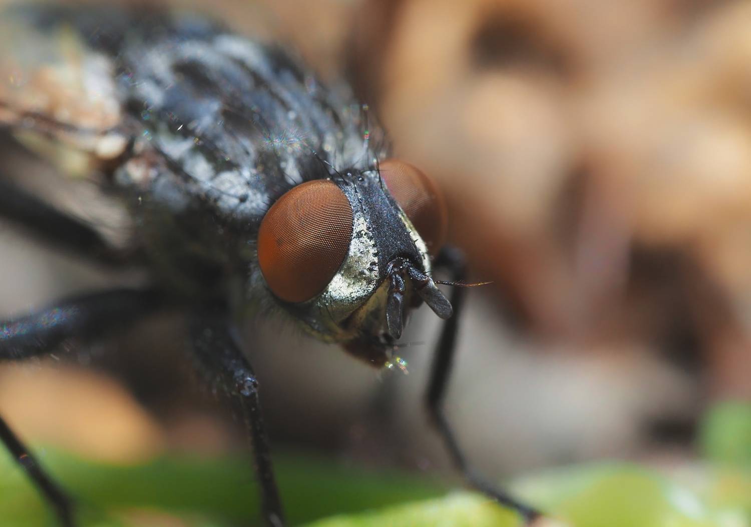 муха, макро, насекомое, портрет, fly, insect, macro, portrait, Протченко Ирина