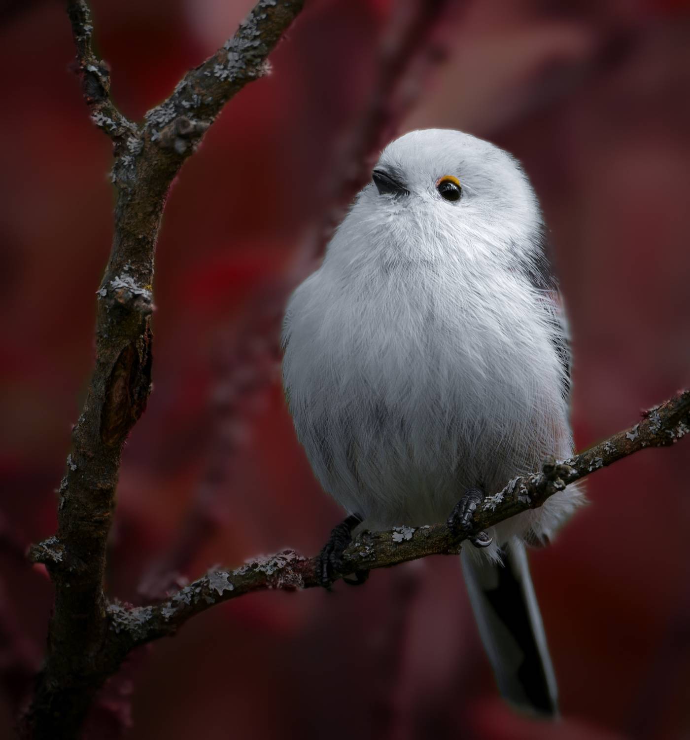 , Никон Александр