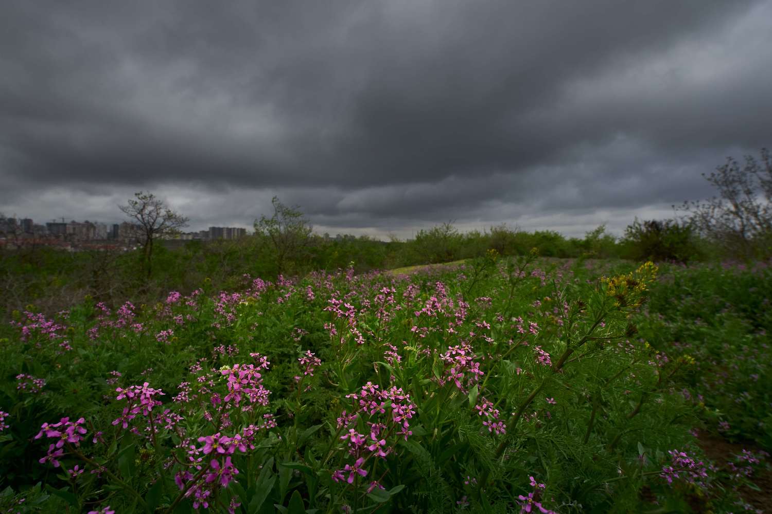 Dark frontier, volgograd, russia, wildlife, landscapes, , Сторчилов Павел