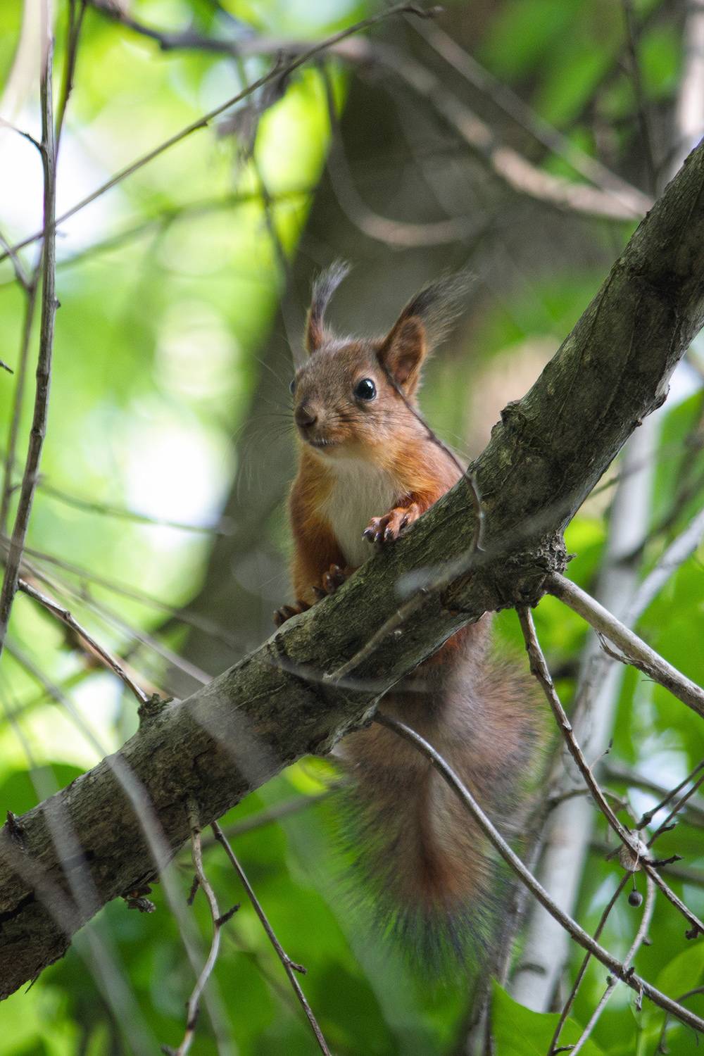 белка, КарОл