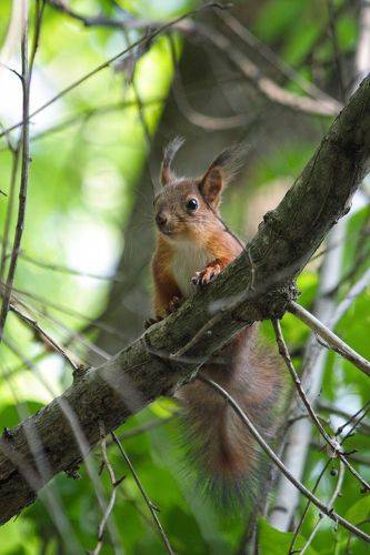 Осторожная белочка